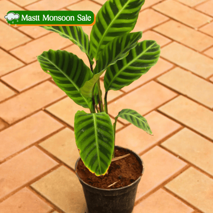 Calathea - Zebrina in 5 Inch Nursery Pot