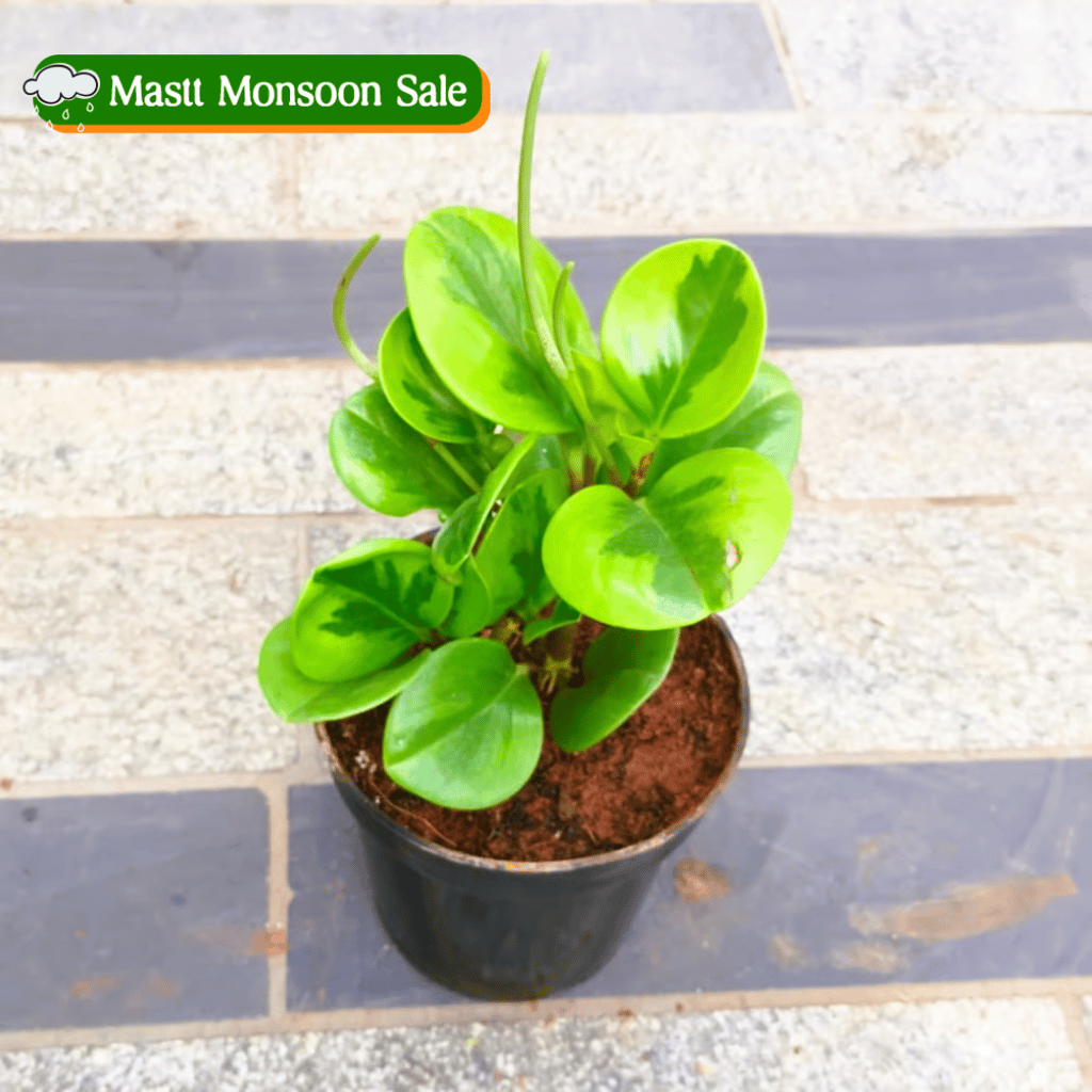 Peperomia / Radiator Plant Green in 5 Inch Nursery Pot Peperomia / Radiator Plant Green in 5 Inch Nursery Pot