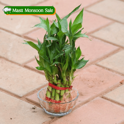 Gift Ready - 2 Layer Lucky Bamboo in Glass Bowl With a Chic Bag