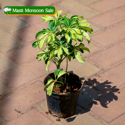 Schefflera Variegated  in 5 Inch Nursery Pot