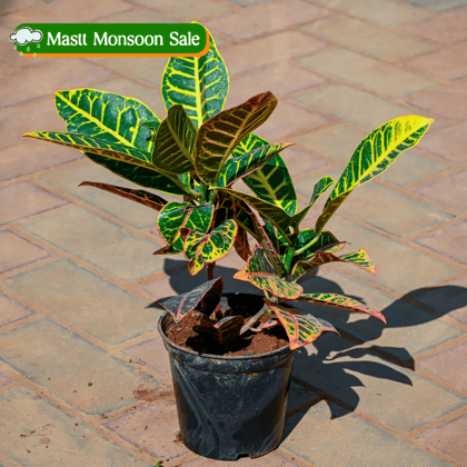 Croton Petra in 5 Inch Nursery Pot