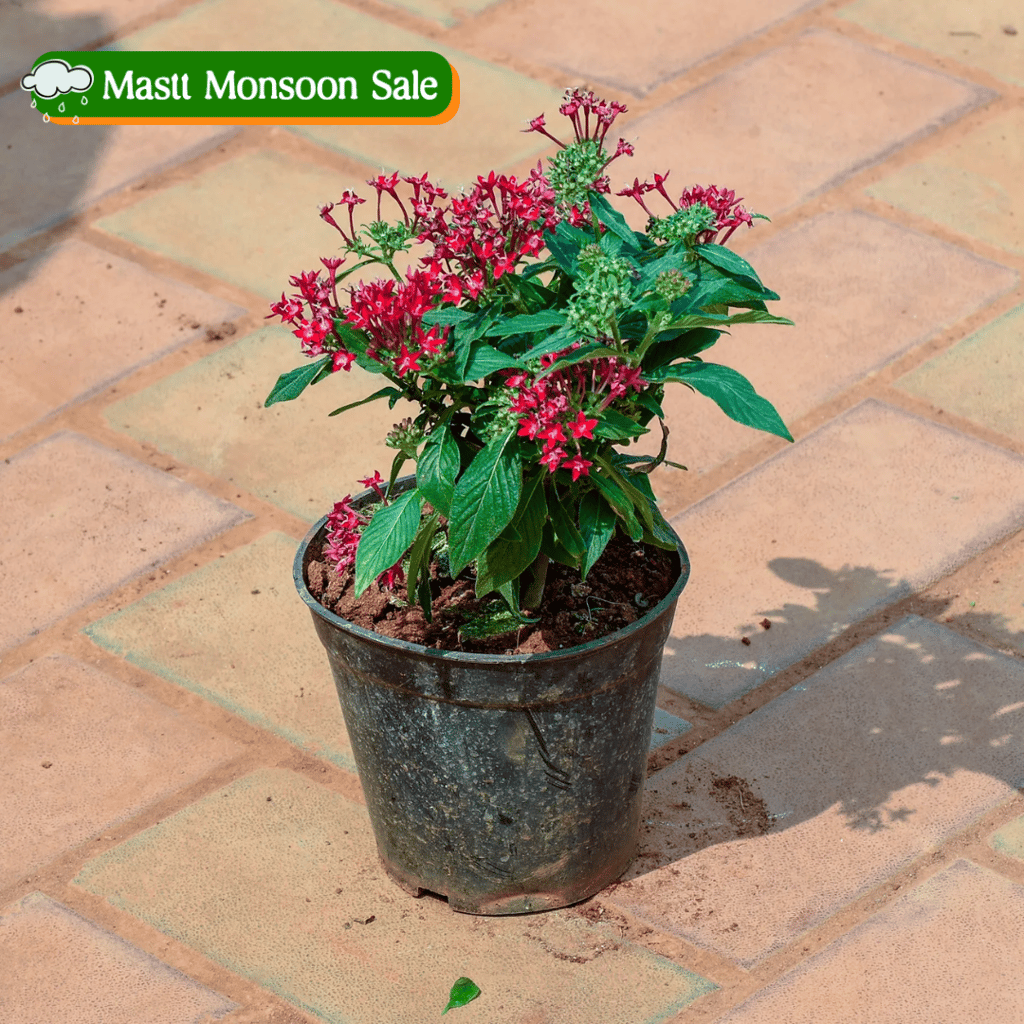 Pentas (Any Colour) in 4 Inch Nursery Pot Pentas (Any Colour) in 4 Inch Nursery Pot