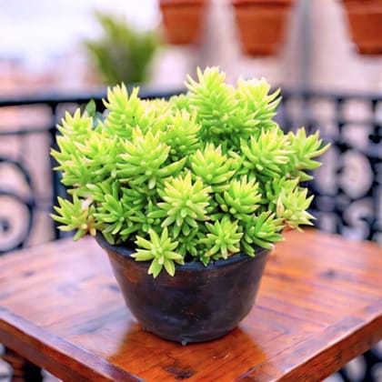 Sedum Yellow Succulent in 3 Inch Nursery Pot