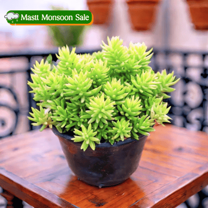 Sedum Yellow Succulent in 3 Inch Nursery Pot