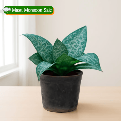 Snake Plant Green in 4 Inch Nursery Pot