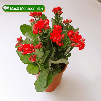 Kalanchoe Red in 4 Inch Nursery Pot