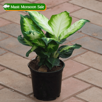 Dieffenbachia Seguine in 6 Inch Nursery Pot