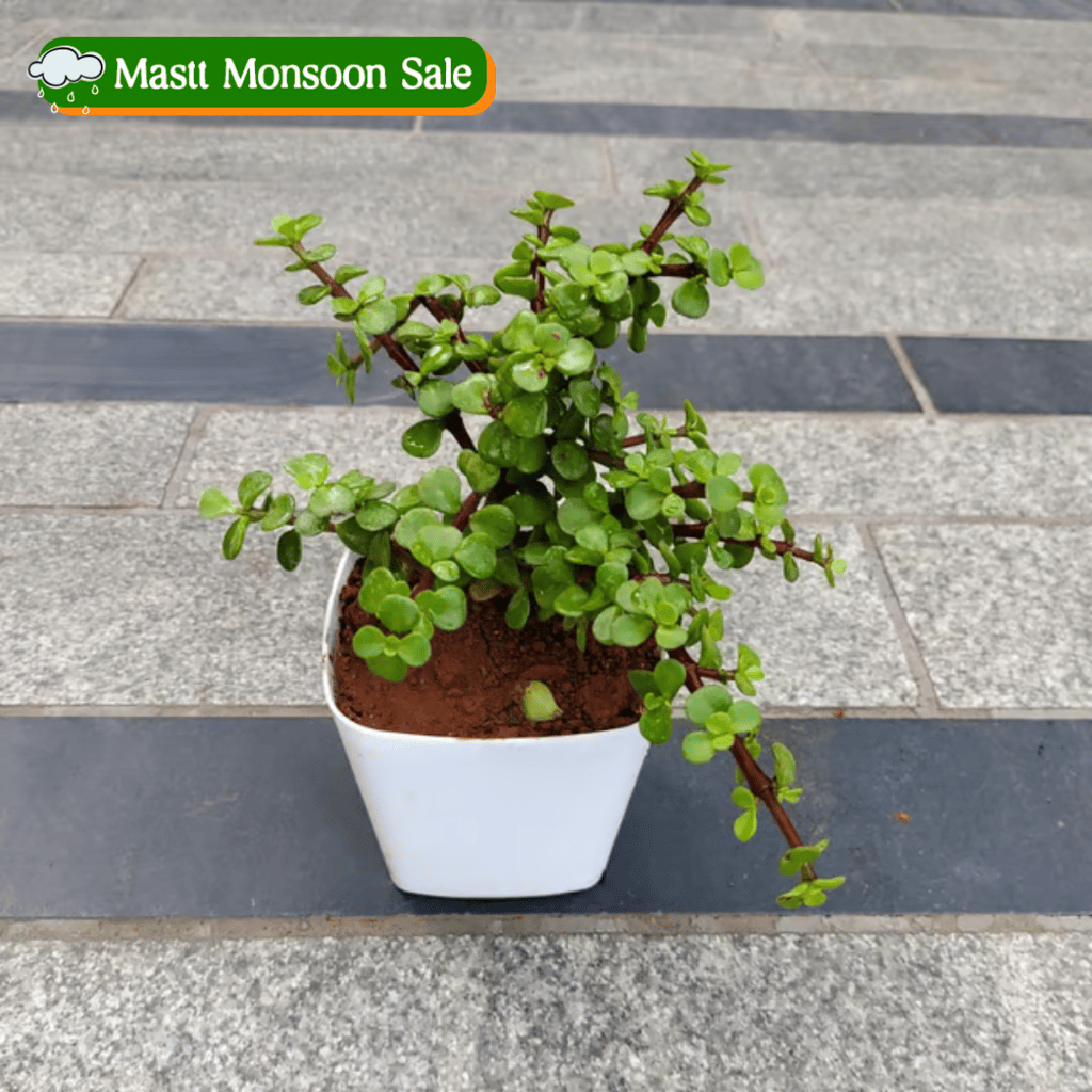 Gift Ready - Jade in 4 Inch White Premium Square Plastic Pot With a Chic Bag Gift Ready - Jade in 4 Inch White Premium Square Plastic Pot With a Chic Bag