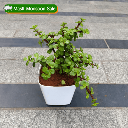 Gift Ready - Jade in 4 Inch White Premium Square Plastic Pot With a Chic Bag