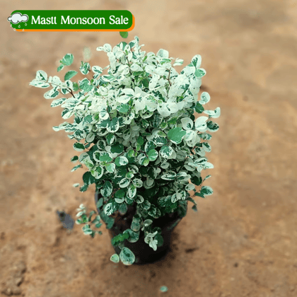 Aralia Snow Bush in 5 Inch Nursery Pot