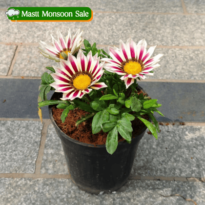 Gazania (any colour) in 4 Inch Nursery Pot