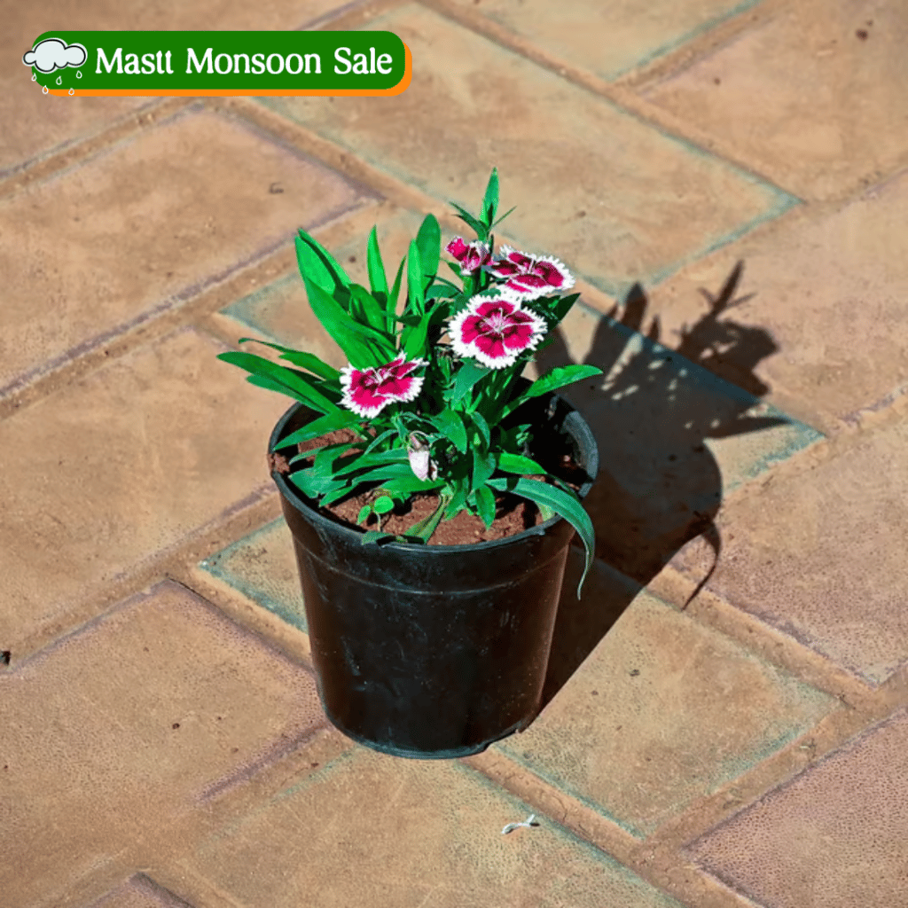 Dianthus (Any Colour) in 4 Inch Nursery Pot Dianthus (Any Colour) in 4 Inch Nursery Pot