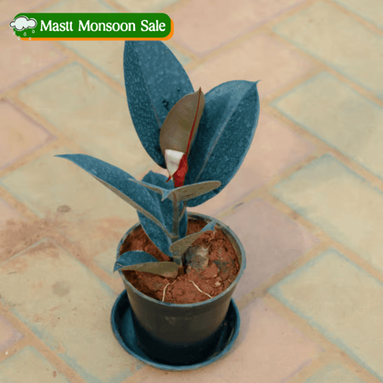 Rubber Black in 5 Inch Nursery Pot