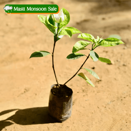 Gandhraj / Gardenia in 6 Inch Nursery Bag