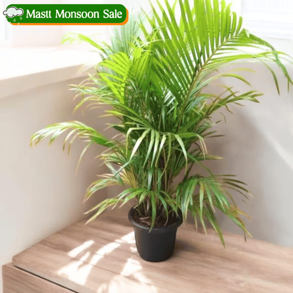 Areca Palm (~ 3 ft) in 10 Inch Nursery Pot Areca Palm (~ 3 ft) in 10 Inch Nursery Pot