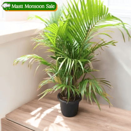 Areca Palm (~ 3 ft) in 10 Inch Nursery Pot