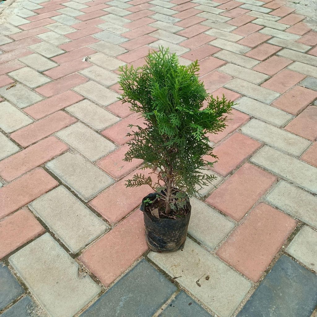 Buy Mor Pankhi / Thuja in 4 Inch Nursery Bag Online | Urvann.com Mor Pankhi / Thuja in 4 Inch Nursery Bag