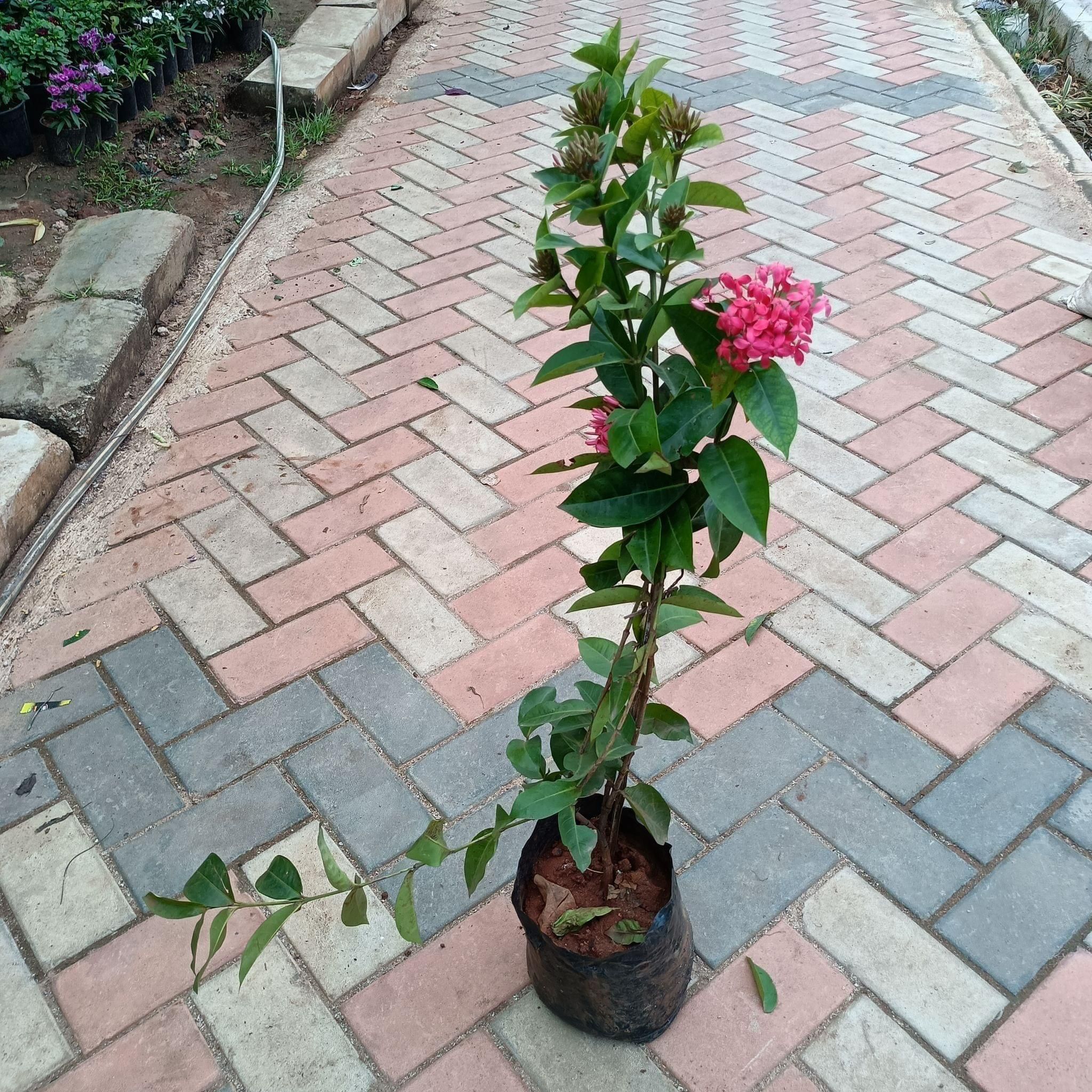 Ixora Red (~ 2-3 Ft) in 8 Inch Nursery Bag