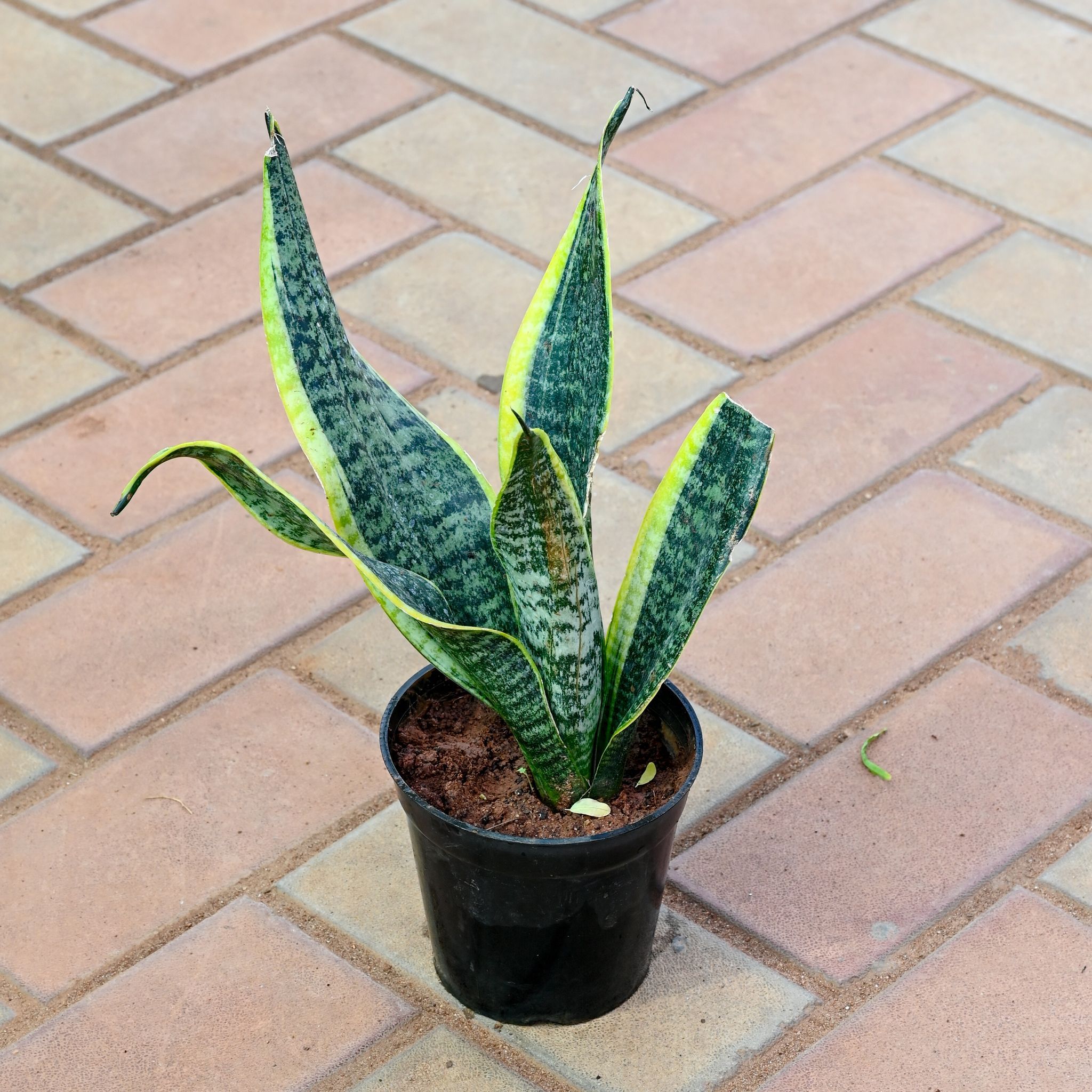 Snake Dwarf Variegated in 5 Inch Nursery Pot