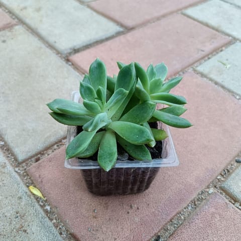 Red Tipped Succulent in 3 Inch Nursery Pot