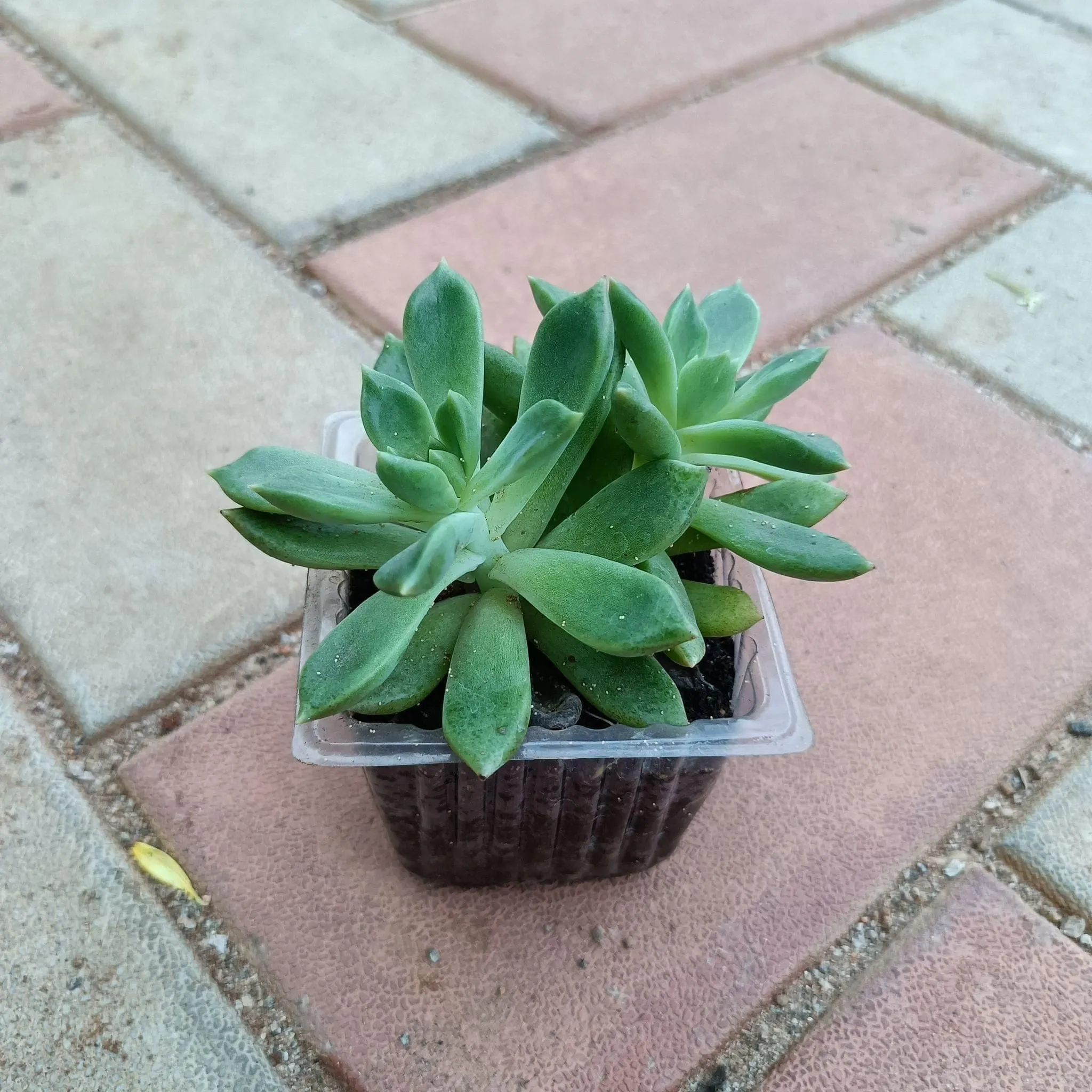Red Tipped Succulent in 3 Inch Nursery Pot