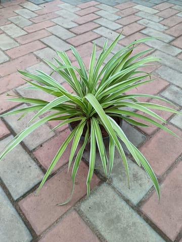 Spider in 6 Inch Nursery Pot