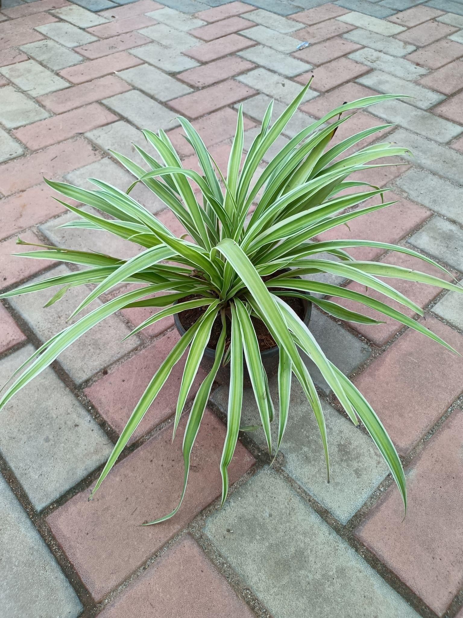 Spider in 6 Inch Nursery Pot