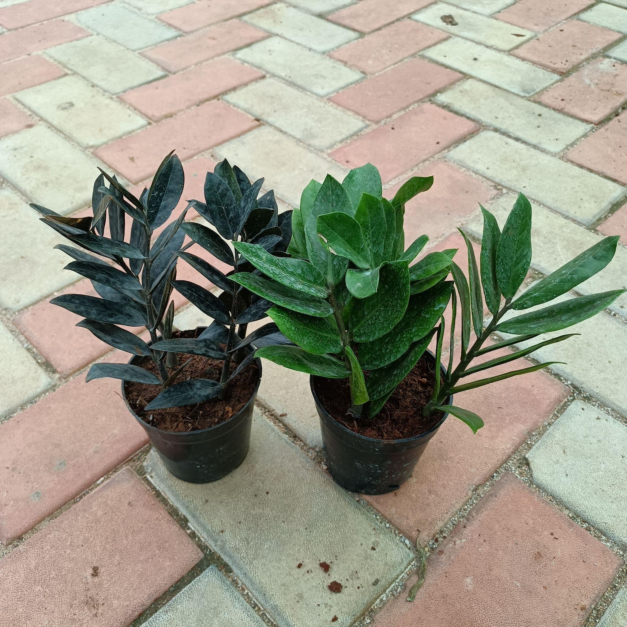 Zz Combo - Green & Black Zz in 4 Inch Nursery Pot