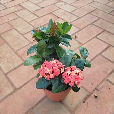 Ixora Red in 5 Inch Nursery Pot