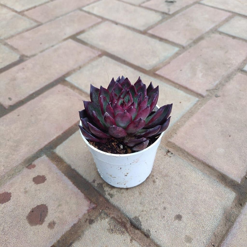 Buy Rare Kamal Black Succulent in 3 Inch Plastic Pot Online | Urvann.com Rare Kamal Black Succulent in 3 Inch Nursery Pot