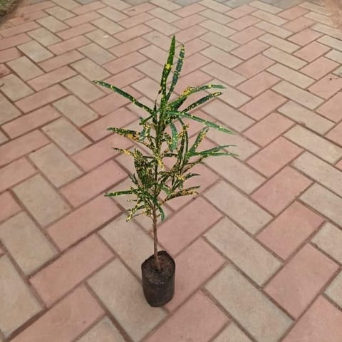 Croton Zanzibar Goldstar in 4 Inch Nursery Bag