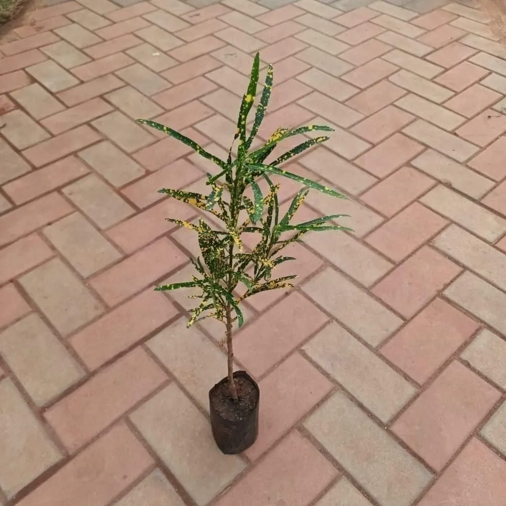 Croton Zanzibar Goldstar in 4 Inch Nursery Bag
