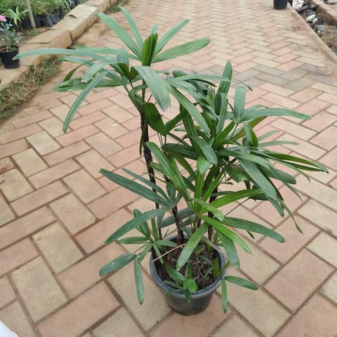 Raphis Palm in 6 Inch Nursery Pot