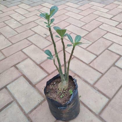 Buy Adenium (any colour) in 6 Inch Nursery Bag Online | Urvann.com