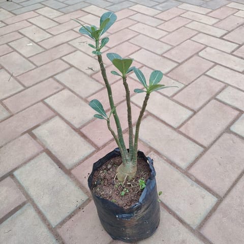 Adenium (any colour) in 6 Inch Nursery Bag