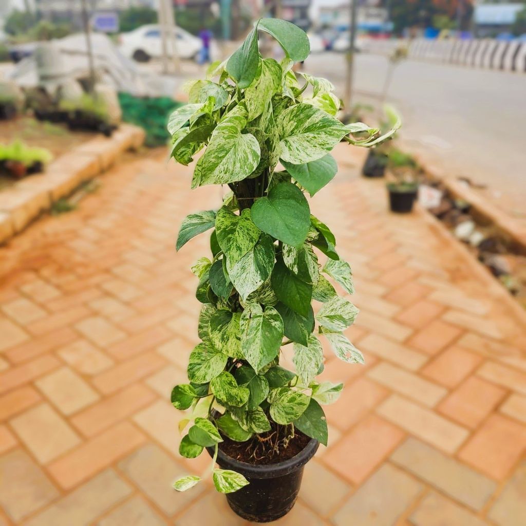 Money Plant Marble with 3 ft moss stick in 10 Inch Nursery Pot