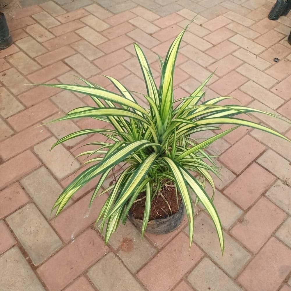 Pandanus / Screwpine Bushy in 8 Inch Nursery Bag