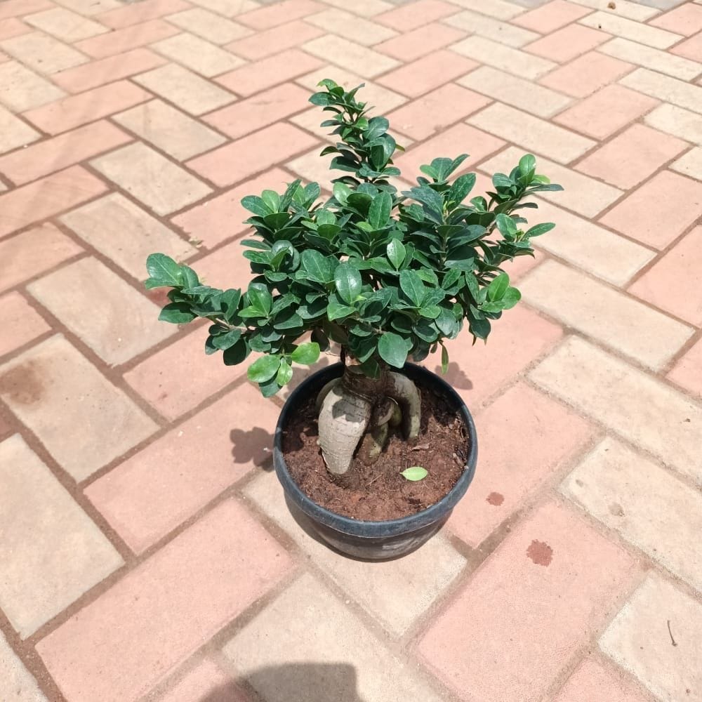 Buy Ficus Bonsai in 8 Inch Plastic Pot Online | Urvann.com Ficus Bonsai in 8 Inch Nursery Pot