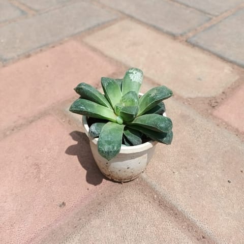 Hawortiya Truncata Succulent in 3 Inch Nursery Pot