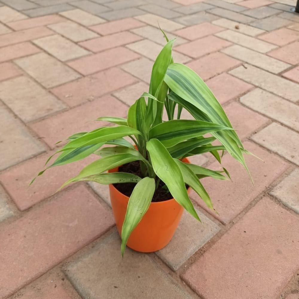 Soil Lucky Bamboo in 5 Inch Elegant Plastic Pot (colour may vary)