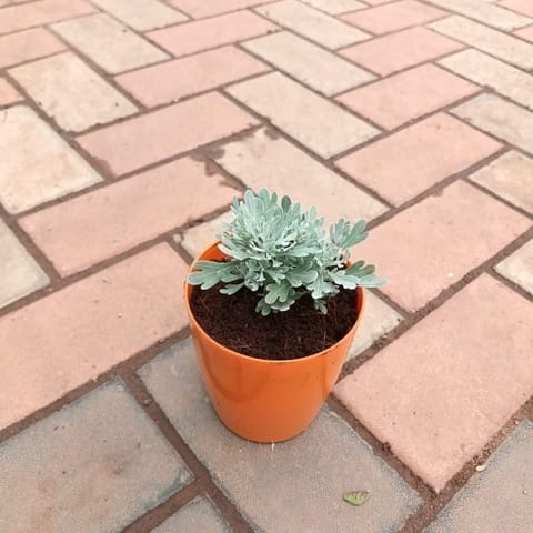 Lavender in 5 Inch Elegant Plastic Pot (colour may vary)