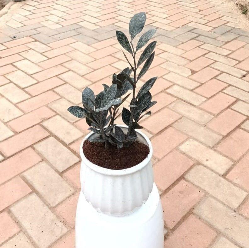 Zz black in 8 Inch Lines Ceramic Pot
