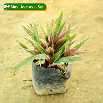 Rhoeo / Durangi in 4 Inch Nursery bag