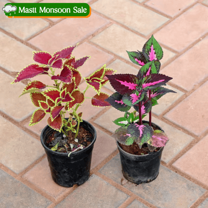 Set of 2 - Coleus (any colour & design) in 4 Inch Nursery Pot