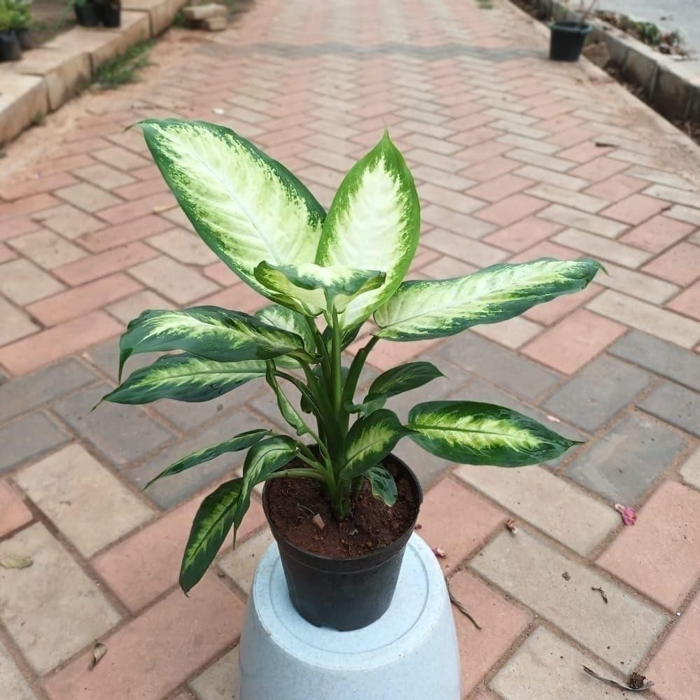 Buy Aglaonema in 6 Inch Plastic Pot Online | Urvann.com Dieffenbachia White in 6 Inch Nursery Pot