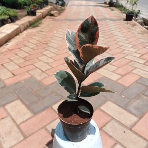 Rubber Variegated Plant in 6 Inch Nursery Pot