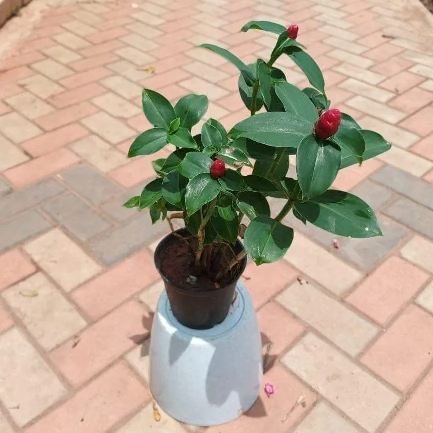 Indian Head Ginger (any colour) in 6 Inch Nursery Pot