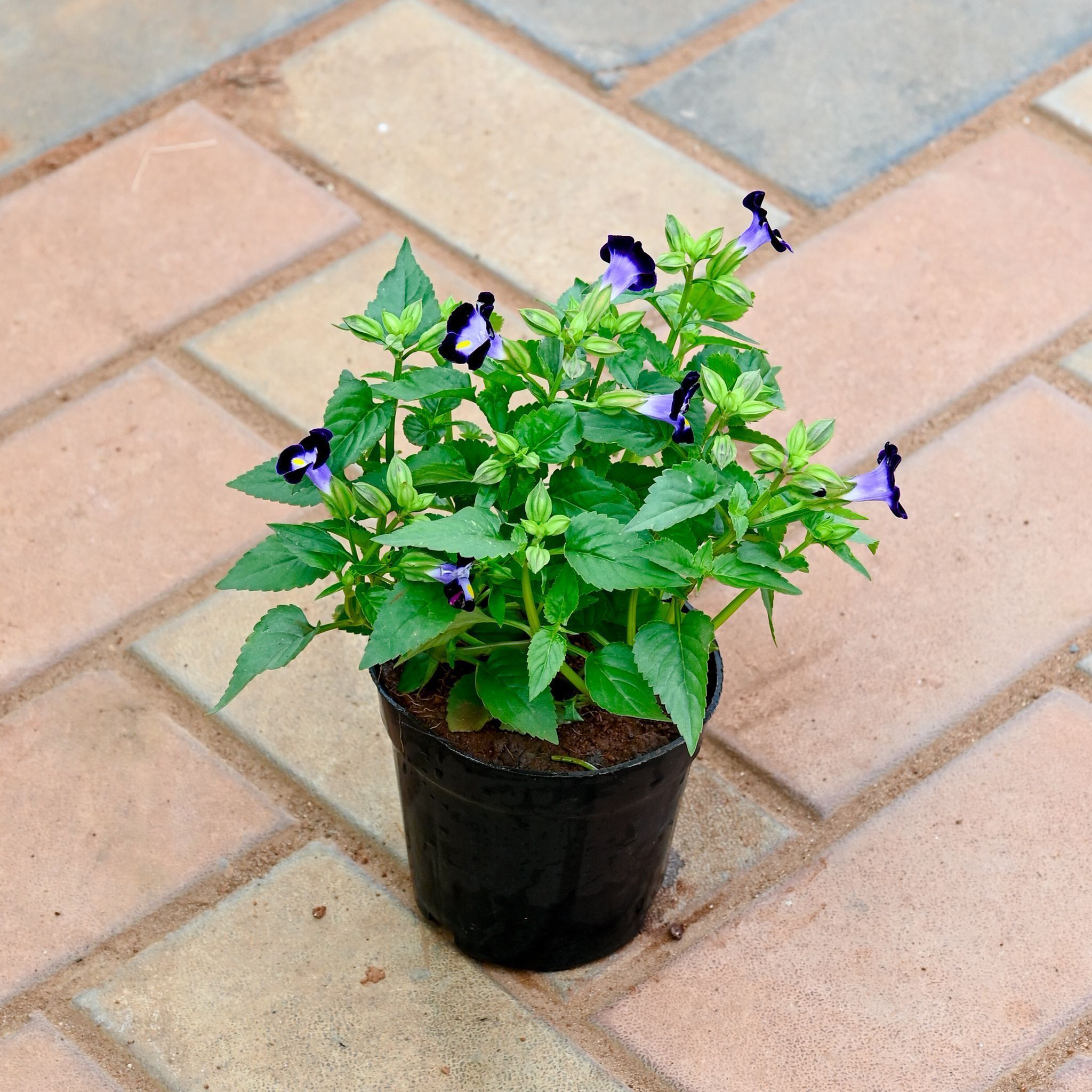 Torenia / Wishbone Blue in 4 Inch Nursery Pot
