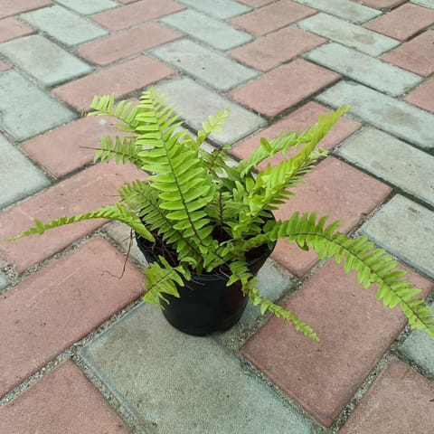 Golden Fern in 4 Inch Nursery Pot