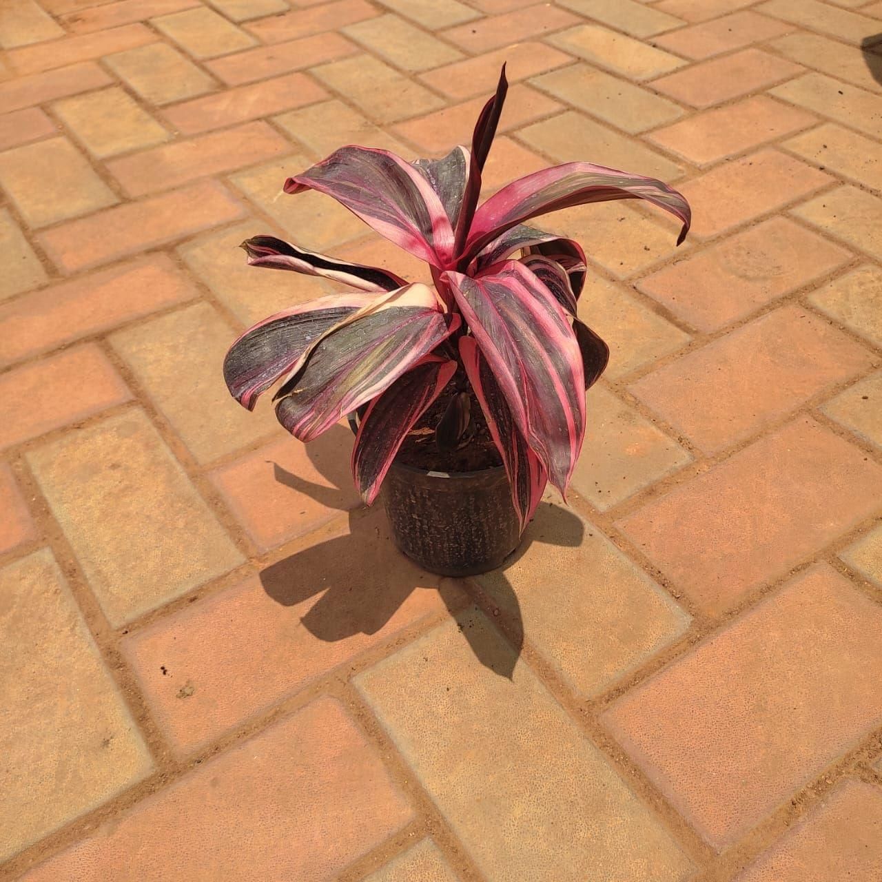 Dracaena kedarnath in 5 Inch Nursery Pot